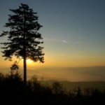 Gaudineer Knob Virgin Spruce Forest