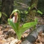 Pink Lady Slipper