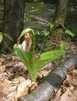 Pink Lady Slipper