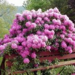 Rhododendron