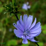 Chicory Flowers