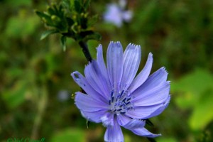 Chicory Flowers