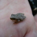 Spring Peepers