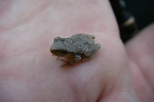 Spring Peepers