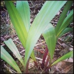 Ramps-Are we Sustainably Harvesting Them?