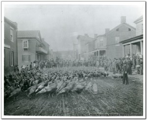 Turkey Drive, 1900. Lewisburg. Courtesy of the West Virginia and Regional Historic Collection, WVU Libraries. 